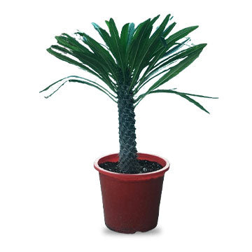 Madagascar Palm